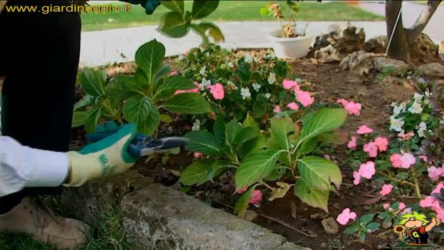 come potare le ortensie смотреть онлайн