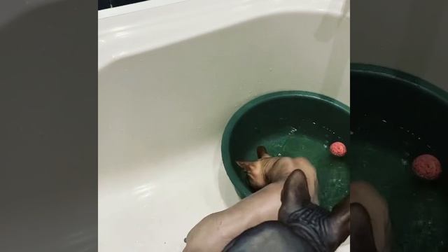 Донские сфинксы, котята ?⬛#donskoysphynx#kittens#babycat#catteryzaraqueen