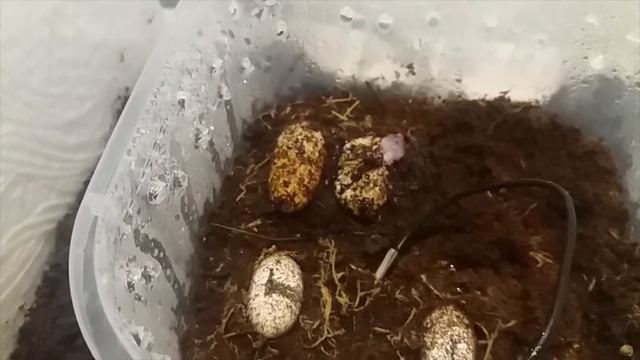 Рождения слабого малыша эублефара с желточным мешком #1 смотреть онлайн