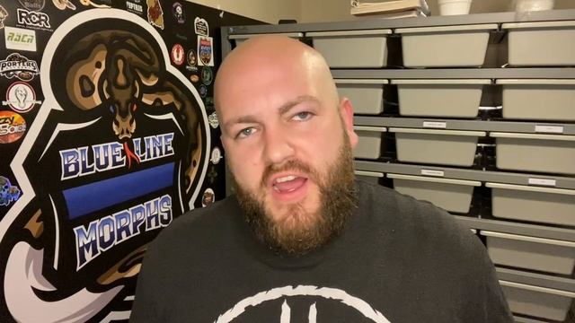 Choosing The Right Ball Python Morph - How I Chose The Genetics I Work With. смотреть онлайн