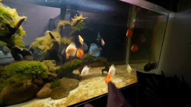 Piranha, Oscars, stingrays, Arowana, Koi, catfish and Discus fish tanks! The king of DIY aquarium смотреть онлайн