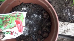 Гортензия крупнолистная,пересадка в горшок по всем правилам.