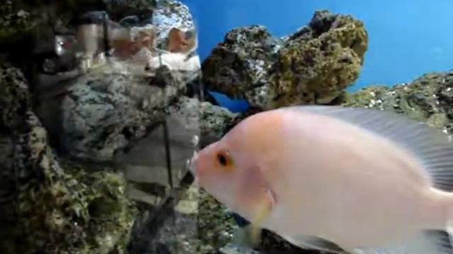 Yellow Fish Aquarios - Cichlid, Cichlasoma Labiatum смотреть онлайн