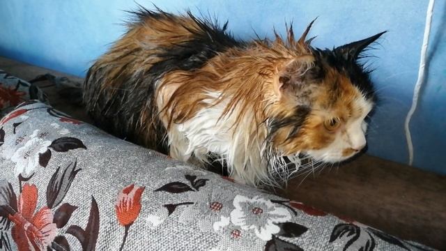 КАК ПОМЫТЬ КОТА ПСИХА. Видео для поднятия настроения. смотреть онлайн