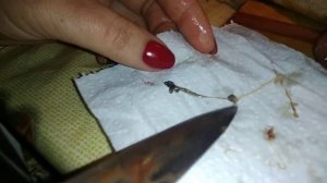 Глисты в селедке