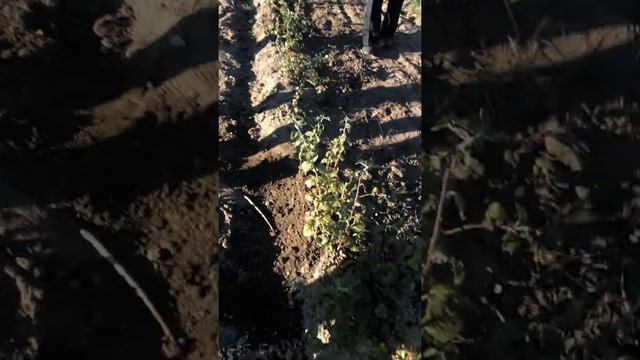 Маточник Подвоев М9, М26 смотреть онлайн