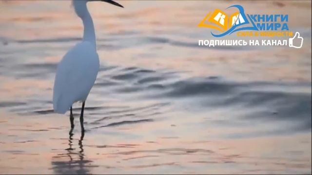 Как излечиться от неизлечимых болезней. Лучший обзор и правда от практика медицины! Стивен Левин. смотреть онлайн