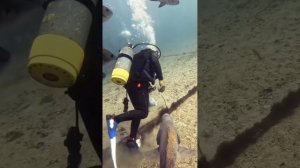 Самая очаровательная рыбка в мире 😂