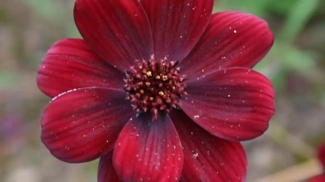 Цветок, который пахнет, как шоколад. смотреть онлайн