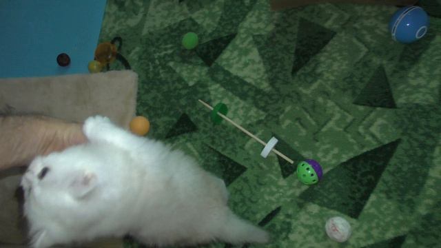 Котенок все время просит еду и много ест смотреть онлайн