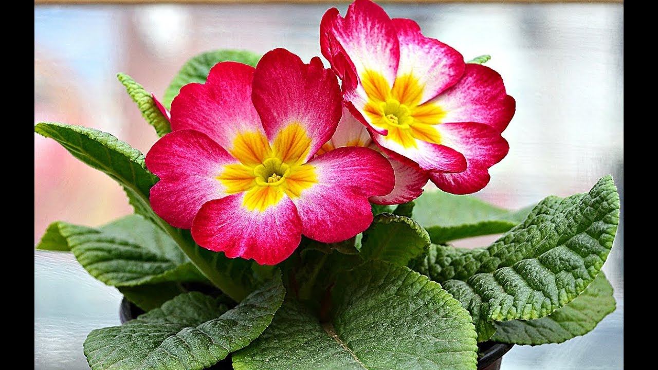 Обязательно посадите эти цветы в феврале! часть 2. Какие цветы сажать в феврале? смотреть онлайн