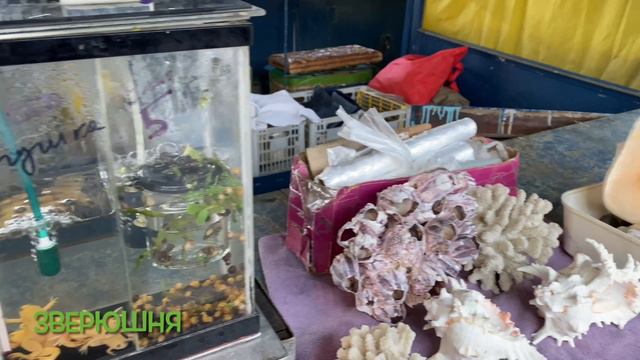 Птичий рынок г.Екатеринбург 18.05.2024 #птичийрынок #екатеринбург #рыбки #кролик #собака #животные смотреть онлайн