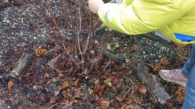 Обрезка метельчатой гортензии разными способами.