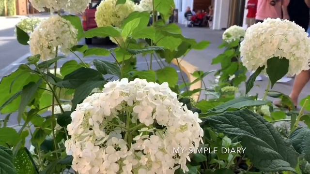 Hydrangeas Flowers смотреть онлайн