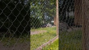 Как повесить, натянуть и обслужить сетку-рабицу.Делаю загончик для кур.