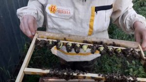 2.Вывод маток просто и легко.