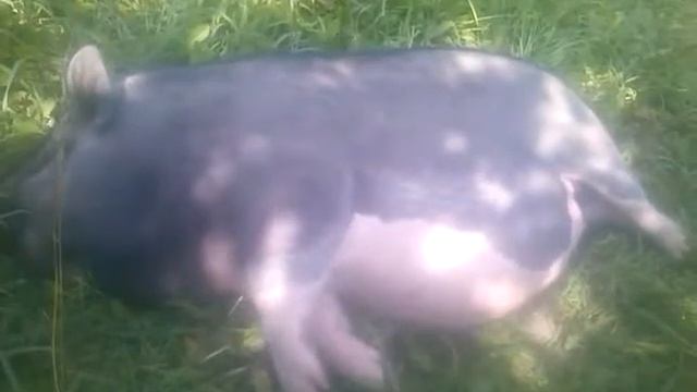 вьетнамская вислобрюхая свинья 9 мес. 2 недели до опороса . смотреть онлайн