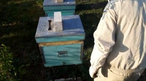 Выпускаем матку с под колпачка. Примут или нет?