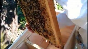 Переселяем пчёл с Дадана в Украинский улей  Элементарно просто