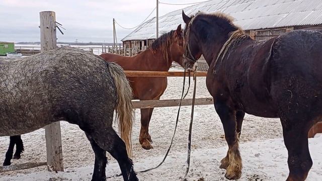 Настало время случки смотреть онлайн