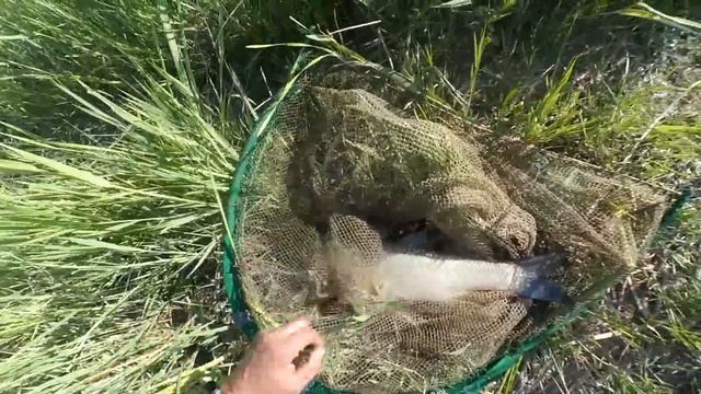 Рыбалка на реке Или ?. Ловля белого амура на камыш.3-5 июля 2020г. смотреть онлайн