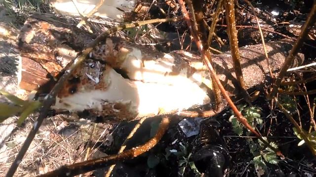 Керхер с грязевой фрезой против дерева смотреть онлайн