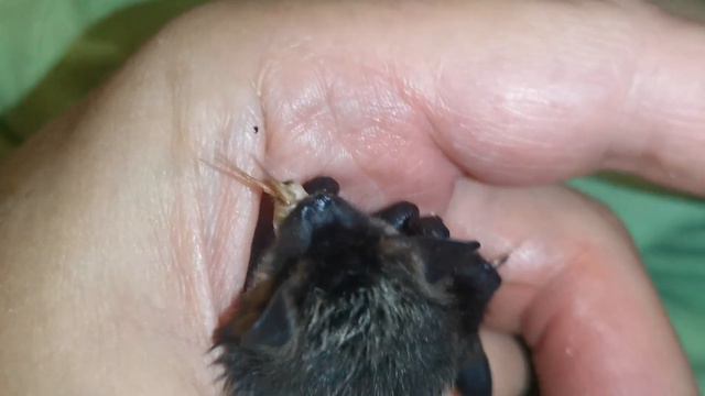 Дети летучей мыши. Мы растём и почти взрослые смотреть онлайн