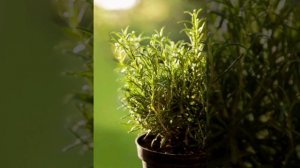 Розмарин. Польза и вред розмарина. Как похудеть быстро и легко.