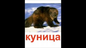 Карточки Домана. Хищники.