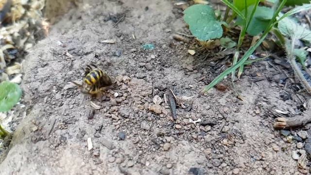 Wespen Angriff auf Bienen Teil 2 / как осы на пчёл нападают смотреть онлайн