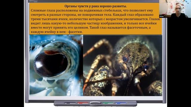 Речной рак ▶ Увлекательная биология 7-12 лет смотреть онлайн