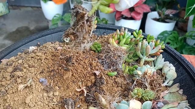PLANTING SUCCULENTS