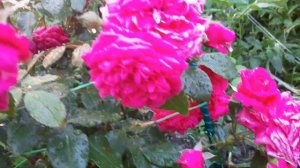 Роза Лагуна(Laguna ) Плетистая