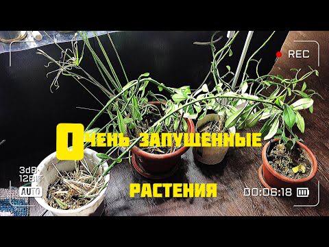 Пересадка цветов. Зрелище для не слабонервных! смотреть онлайн