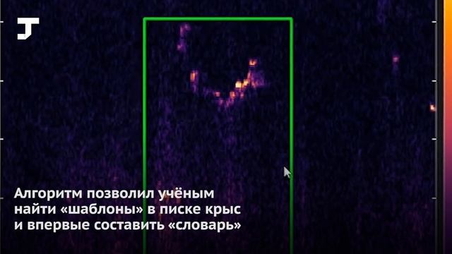 Учёные из США научили алгоритм распознавать «речь» крыс и составили словарь смотреть онлайн