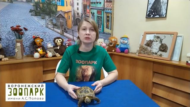 Зоозанятие "Самые медлительные животные" (часть 1) смотреть онлайн