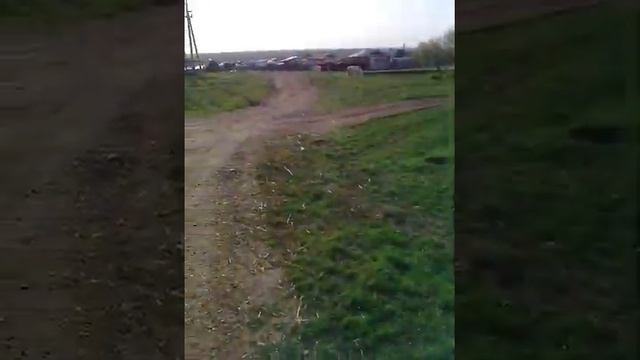 Лошадки, цветы,идем ищеи тюльпаны. смотреть онлайн