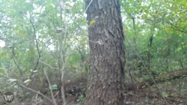 How to Identify a Tree By Leaf, Bark and Fruit | Wood and Lumber Identification for Woodworking смотреть онлайн