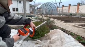 Как формировать самый  колючий барбарис. Стрижка взрослого/молодого барбариса.