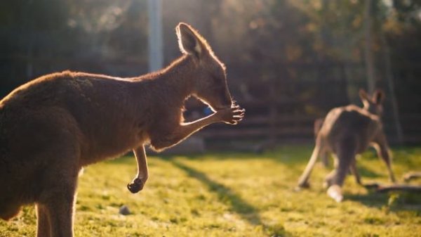 Australia Song | Song for Kids | Countries of the World