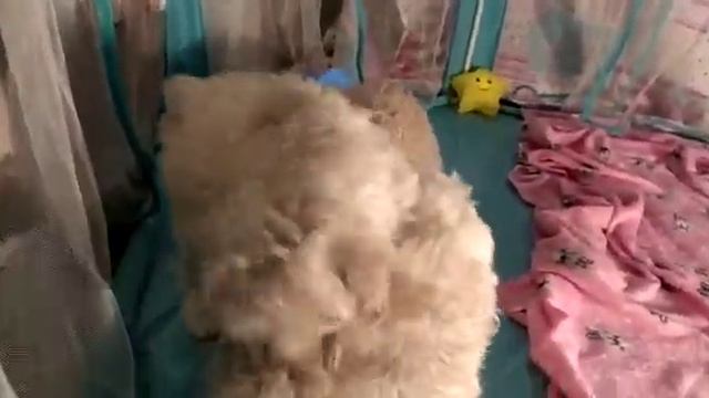 щенки мальтипу смотреть онлайн