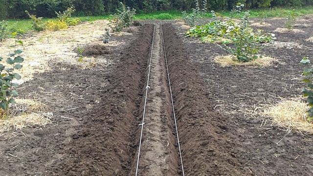 Посев ореха медвежьего смотреть онлайн