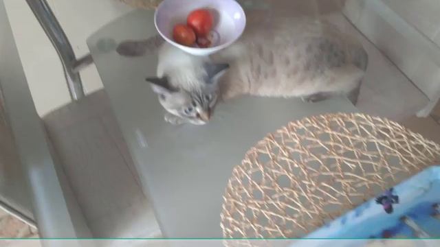 Знакомьтесь наша киса Шаня смотреть онлайн