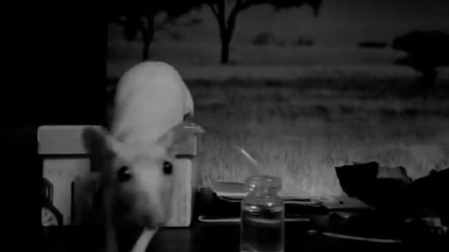 Дикий Мир смотреть онлайн