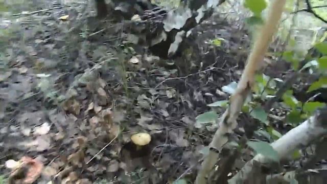 Собираем грибы в лесу. Отличная грибалка! смотреть онлайн