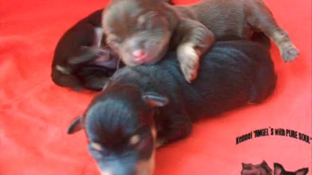 ЭММА&ГАРРИ.wmv смотреть онлайн