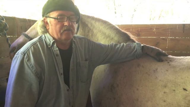 How to Trim Horse Hooves for Beginners - Video 2