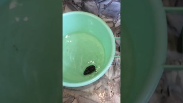 Как купать хомяков джугарика смотреть онлайн