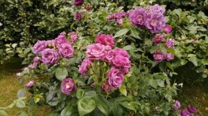 Розы в саду.Louise Odier(парковая роза).Rhapsody in Blue(шраб).