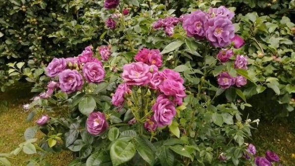 Розы в саду.Louise Odier(парковая роза).Rhapsody in Blue(шраб).